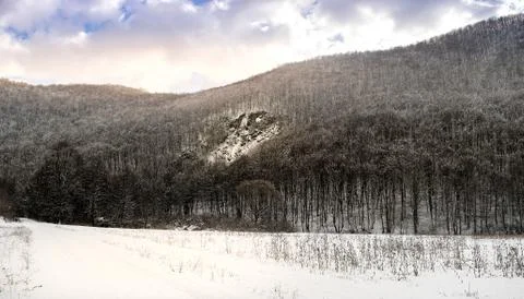 Forest during winter Stock Photos