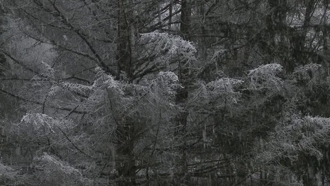 Forest during winter snow fall Video stock 75245105