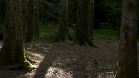 A forest at dusk.  Close up of insects flying in the forest Video stock 156266428