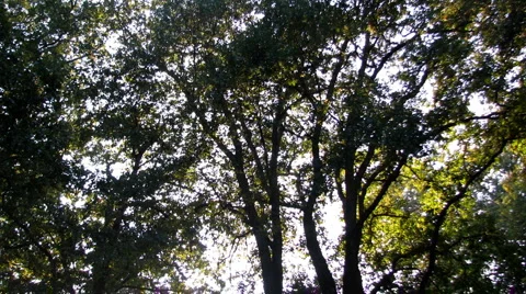 Forest dusk Video stock 954467