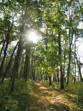Forest at dusk Stock Photos
