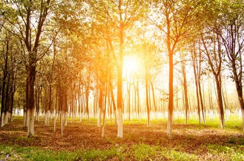 Forest at dusk Stock Photos