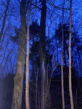 In the forest at dusk Stock Photos