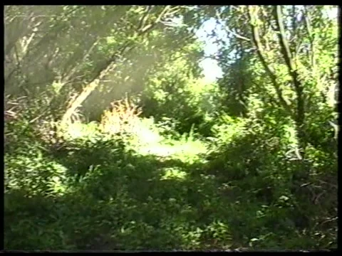 Forest Dust Stock Footage 342687838
