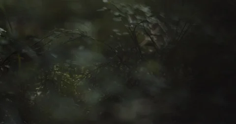 Forest Dust Light Rays Moss Slow Motion Stock Footage 114472895