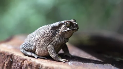 Forest Dweller Toad on Tree Stump Macro Wildlife View Stock-Footage 312242070
