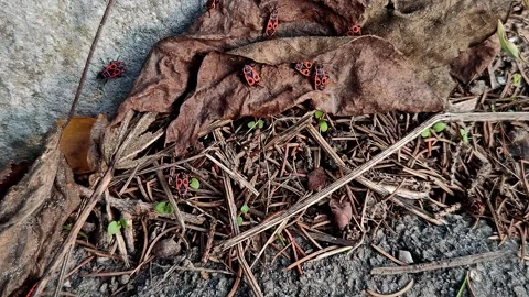 Forest dwellers insects and beetles macro video accelerated 動画素材 319788170