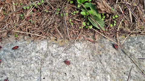 Forest dwellers insects and beetles on the grass macro video accelerated Stock Footage 319788189