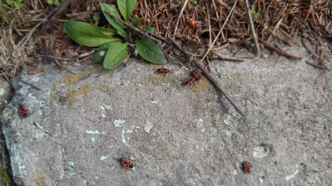 Forest dwelling insects macro slow motion video Stock Footage 319788313