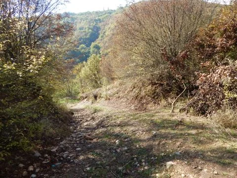 Forest in early fall and path that leads down the mountain Stock Photos