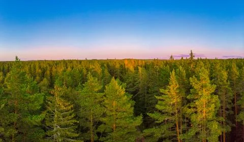 Forest in early fall Stock Photos