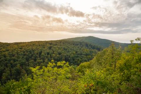 Forest in a early fall at the sunset Stock Photos