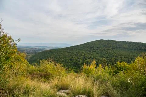 Forest in a early fall at the sunset Stock Photos