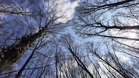 Forest in early spring, bottom view with circular camera rotation. Stock Footage 331717037