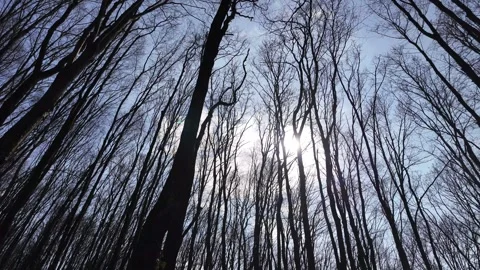 Forest in early spring, bottom view with sideways camera movement. Stock Footage 331717386