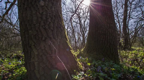 Forest Is In The Early Spring Stock Footage 36713055