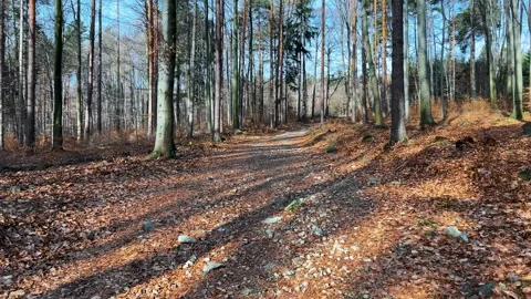 Forest in early spring Stock Footage 330167117