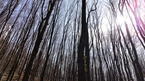 Forest in early spring. Stock Footage 331717376