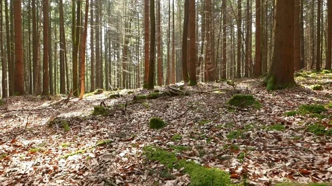 Forest in early spring, gliding Stock Footage 105772599
