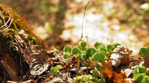 Forest in early spring. Nature waking up Stock Footage 107216836
