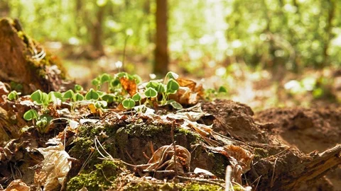 Forest in early spring. Nature waking up Stock Footage 107216847