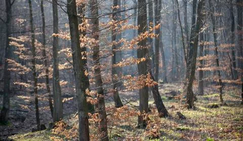 Forest in early spring Stock Photos