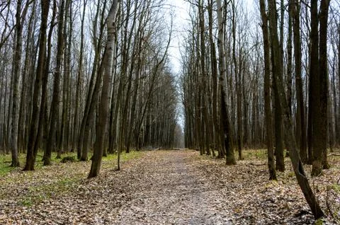 Forest in early spring. Stock Photos