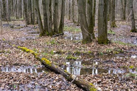 Forest in early spring. Stock Photos