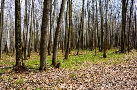 Forest in early spring. Foto stock