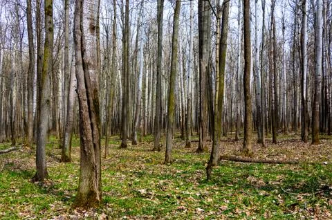 Forest in early spring. Stock Photos