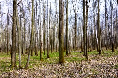 Forest in early spring. Stock Photos