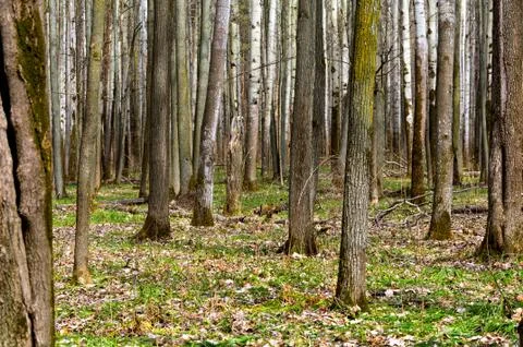 Forest in early spring. Stock Photos