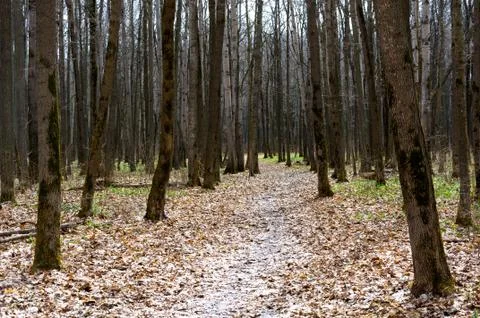 Forest in early spring. Stock Photos