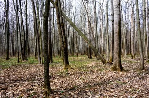 Forest in early spring. Stock Photos