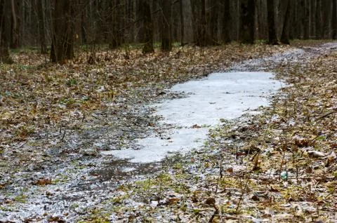 Forest in early spring. Stock Photos