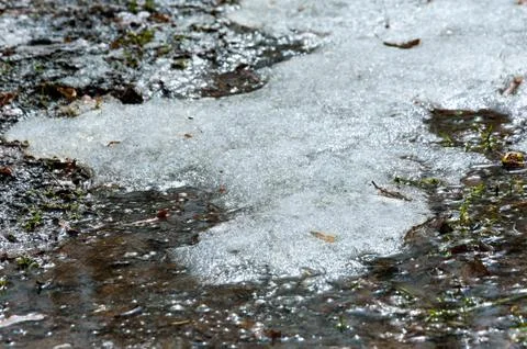 Forest in early spring. Stock Photos