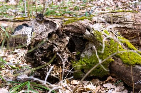 Forest in early spring. Stock Photos