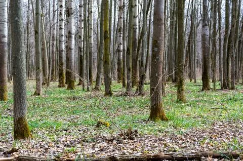 Forest in early spring. Stock Photos