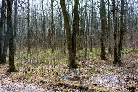 Forest in early spring. Stock Photos