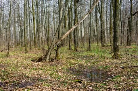 Forest in early spring. Stock Photos