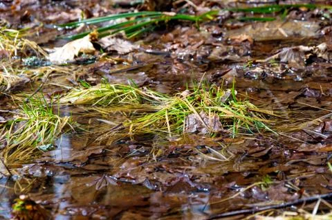 Forest in early spring. Stock Photos