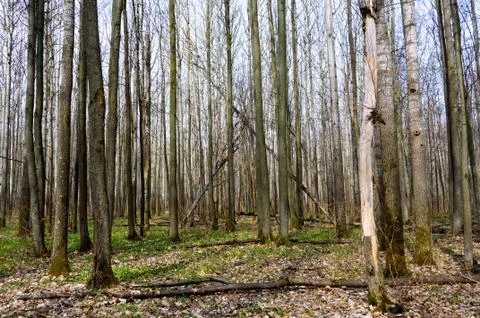 Forest in early spring. Stock Photos
