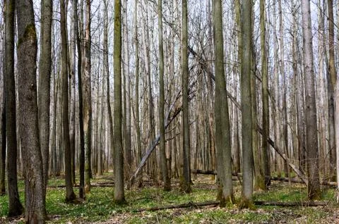 Forest in early spring. Foto stock