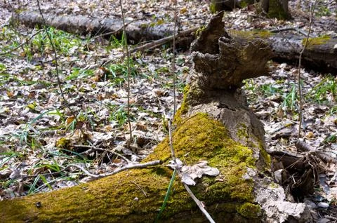 Forest in early spring. Stock Photos
