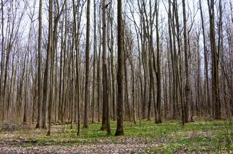 Forest in early spring. Stock Photos