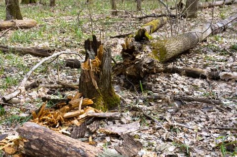 Forest in early spring. Stock Photos