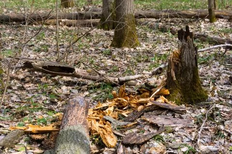Forest in early spring. Stock Photos