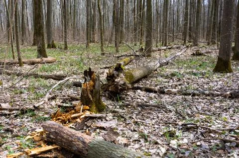 Forest in early spring. Foto stock