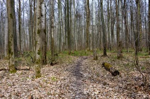 Forest in early spring. Stock Photos