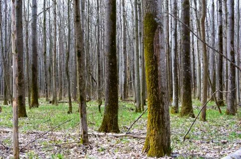 Forest in early spring. Stock Photos